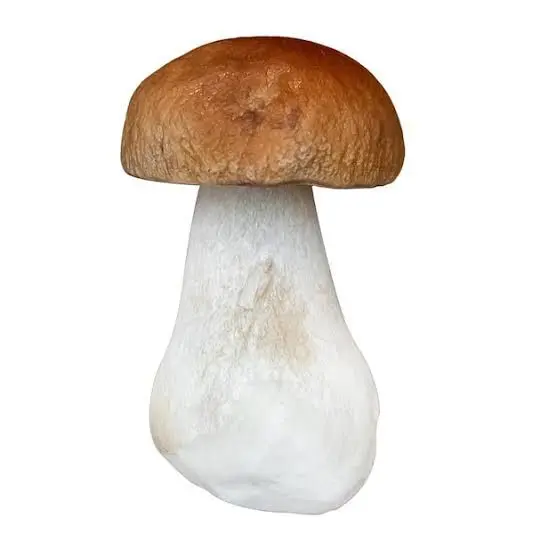 Wholesale Price High Quality Organic Food Spawn Dried Shiitake Mushroom