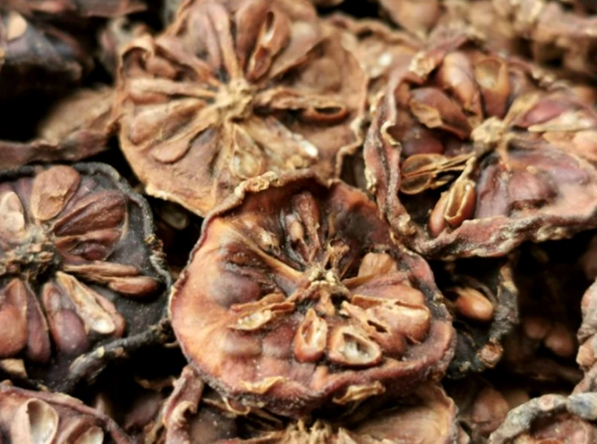 Noni Powder Herbs Noni Fruit Powder Morinda Citrifolia 100%  Pure & Natural Immune Support Supplement Antioxidant