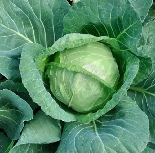 Top Selling Cabbage At Wholesale Prices From India
