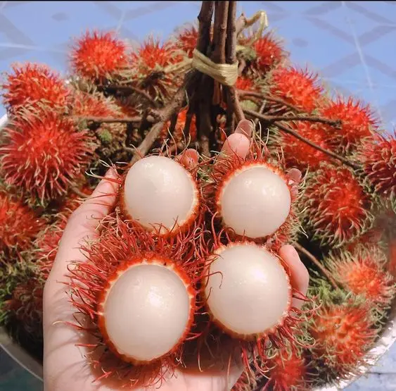 Offer Pure Nature Rambutans - TROPICAL FRUIT - product form Vietnam with best price 100% high quality ready to export