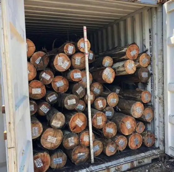 Cheap Timber Logs Teak Wood / Oak Wood Logs