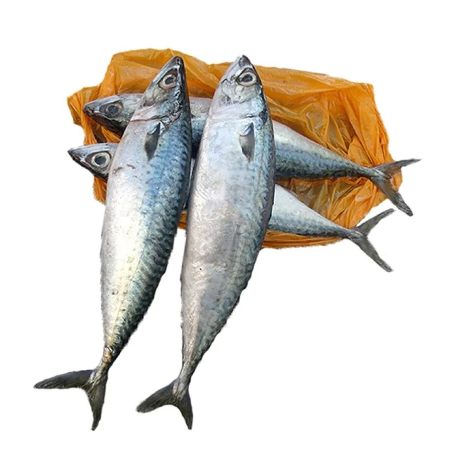 Frozen Mackerel, Pacific Mackerel, Tuna, Trout, Bonito, Tilapia, Squid, Salmon fish