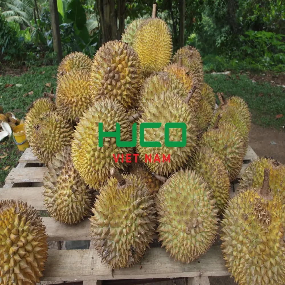 Fresh Durian Fruit from Vietnam High Quality at Cheap Price for worldwide shipping
