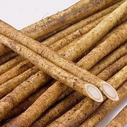 Natural Fresh Burdock, Golden Burdock and fresh Burdock, Fresh Burdock Root/FRESH BURDOCK Ready for Supply at  Good Price