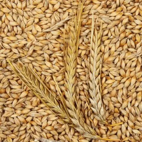 High Quality Wholesale Barley for Animal Feed Poultry feed Wheat Bran For Livestock Barley Rich in Protein