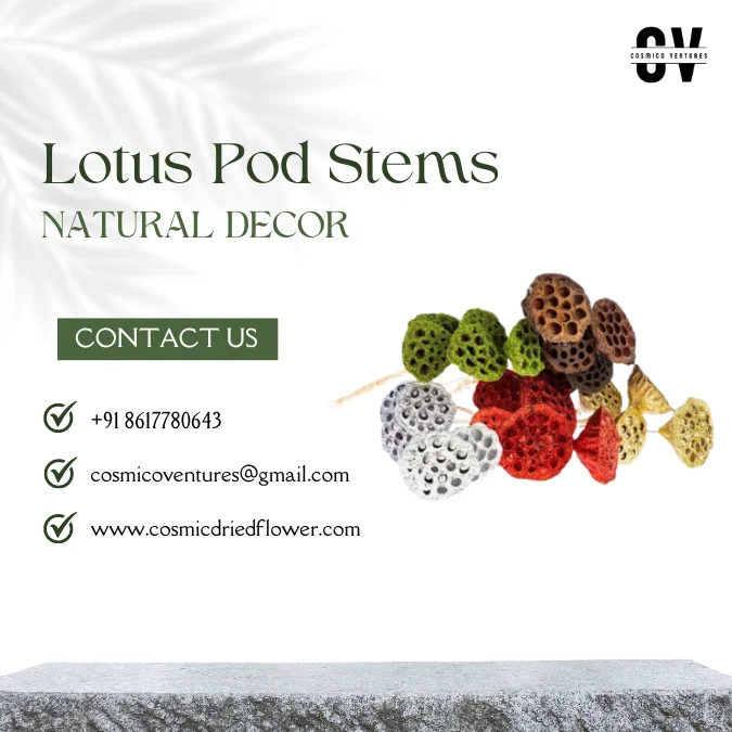Dried Flowers Pampas Wedding Decor Floral Preserved Florist Brown Flower Large Natural Dried Lotus Pod Stems Dry Lotus Pod Seeds