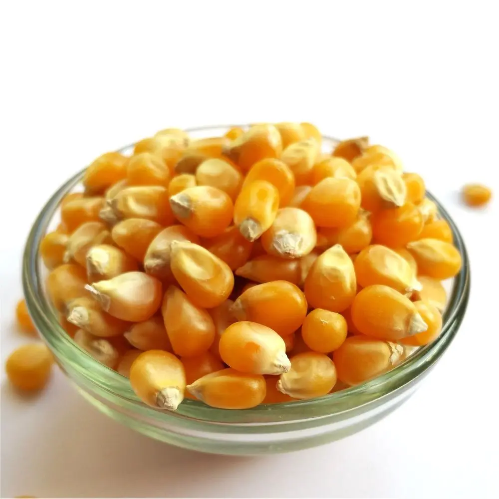 yellow corn for feed popcorn maize non-gmo best popcorn Kernels popping corn raw maize