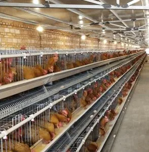 Large Span Steel Structure Fabrication Chicken Shed