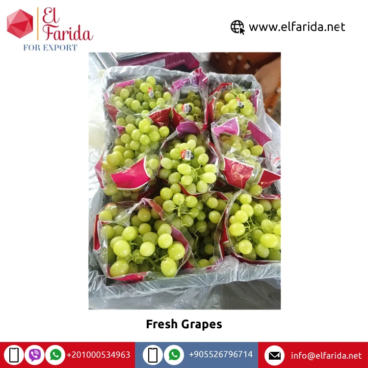 Leading Exporter of Best Selling High Quality Season Grade Fruit Red Fresh Grapes at Direct Factory Price from Egypt