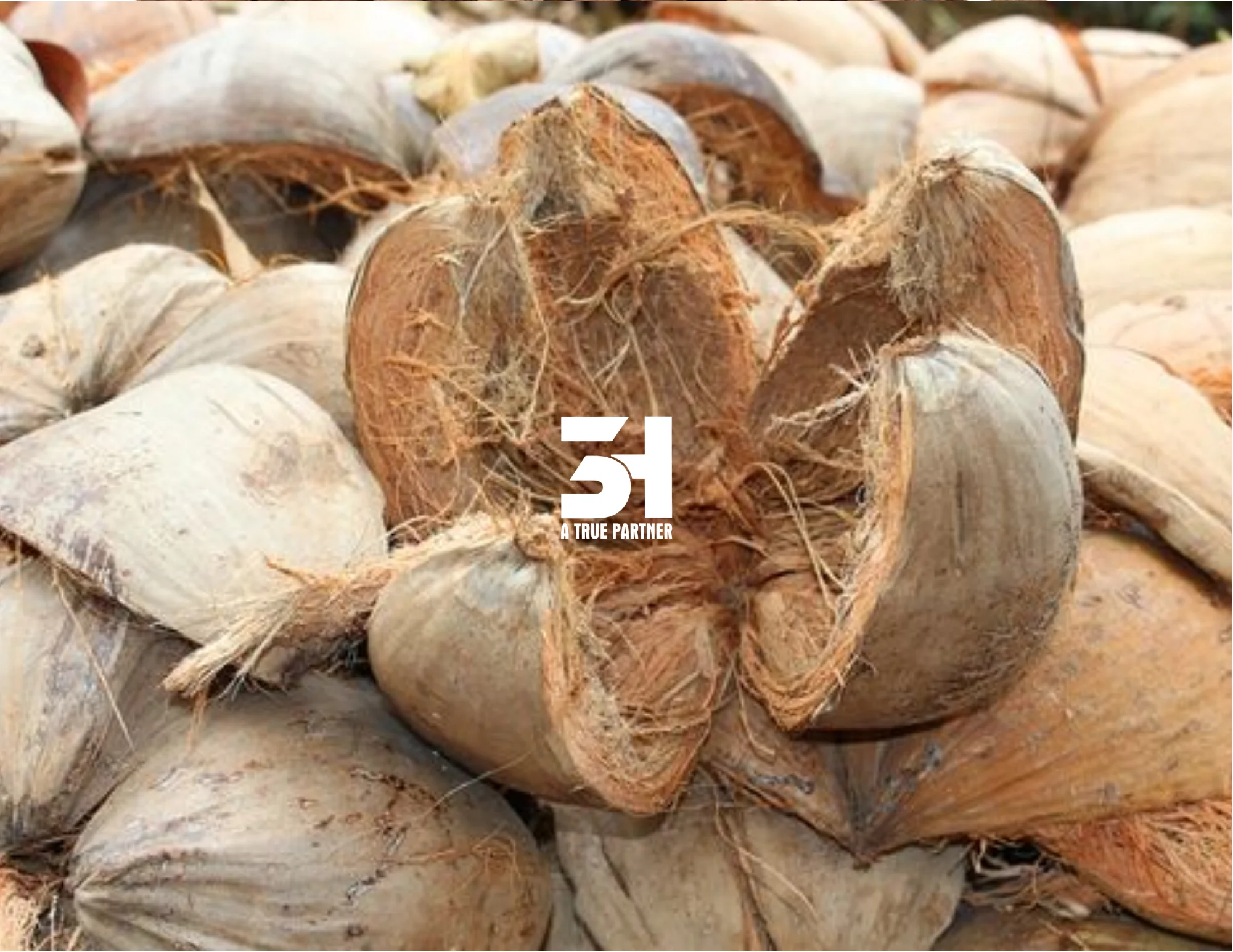 EXPERIENCE GARDENING BLISS WITH  PREMIUM COCONUT HUSK CHIPS FROM VIETNAM - ECO-FRIENDLY EXCELLENCE