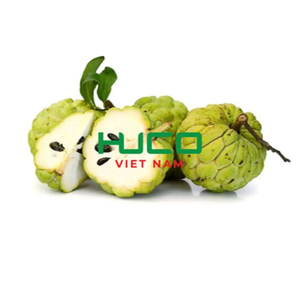 Spot Wholesale High Quality Fresh Custard Apple Fruit from Viernam 2022