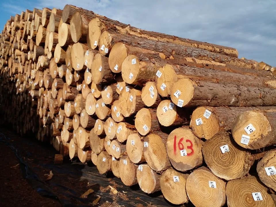 European Pine Wood Logs For Sale