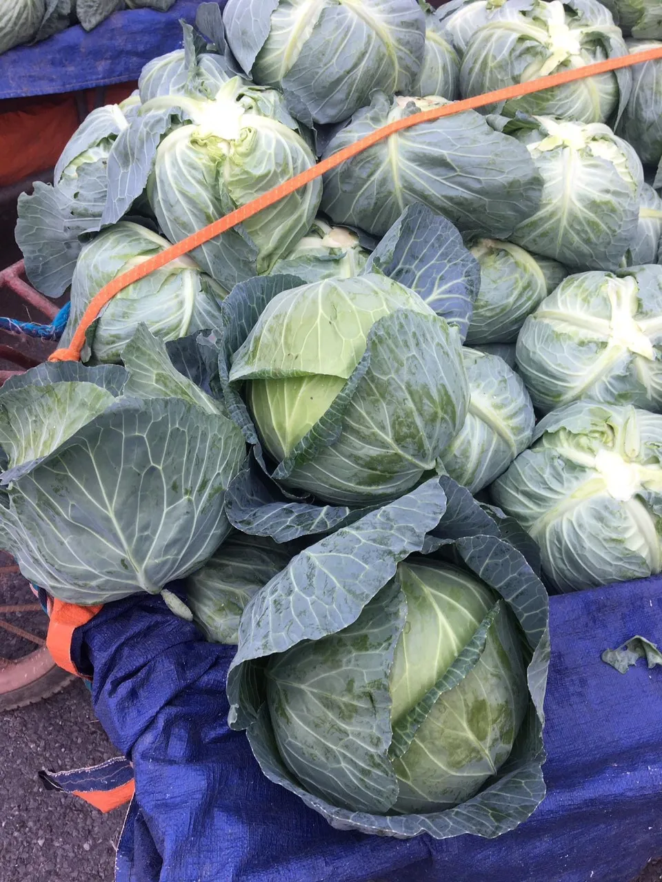 Вьетнам-поставщик, высокое качество, Лидер продаж, свежие зеленые овощи и свежая капуста для экспорта на мировые рынки