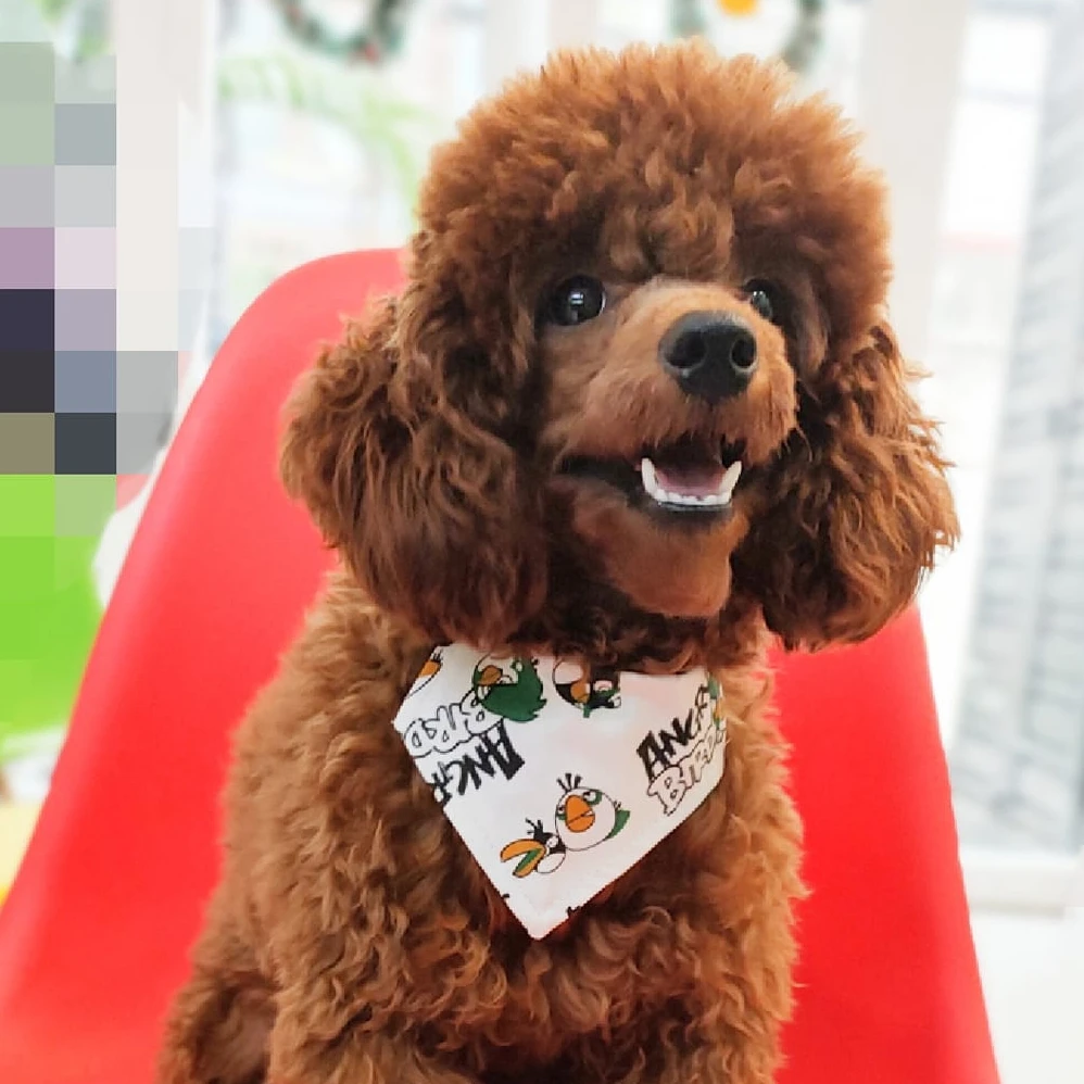 Style bow designed OEM pet accessories Various Pattern Pet Dog Bow Tie Collar Head Scarfs Dog Bandana HOANG LINH SG from Vietnam