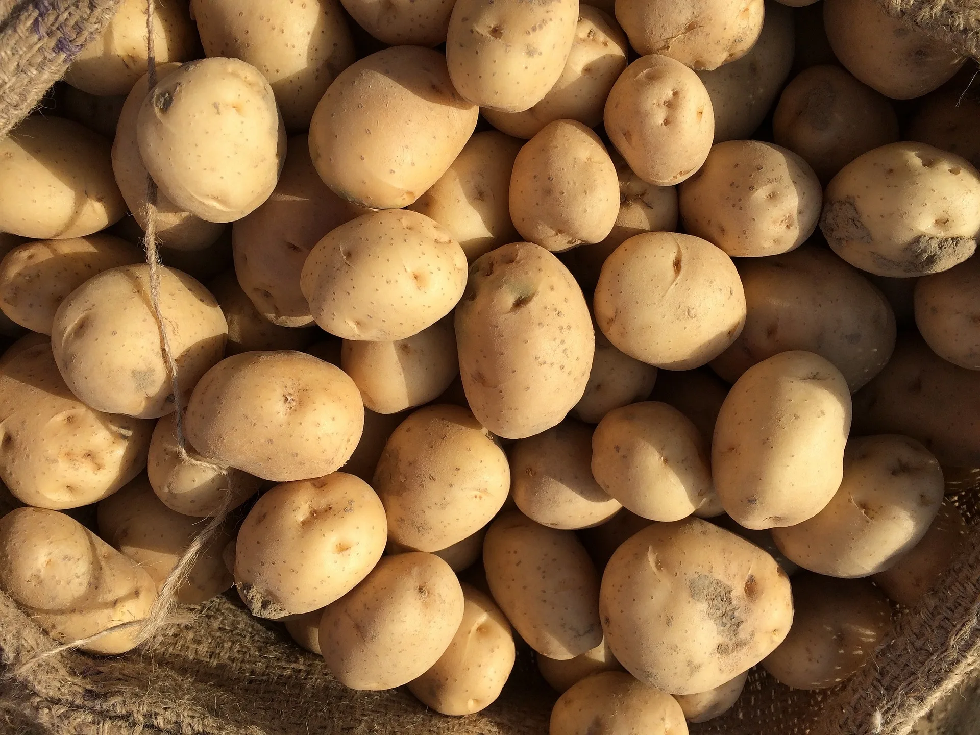 High Quality 100% Natural Product Cheap Price Professional Export Wholesale Fresh Potato from Bangladesh