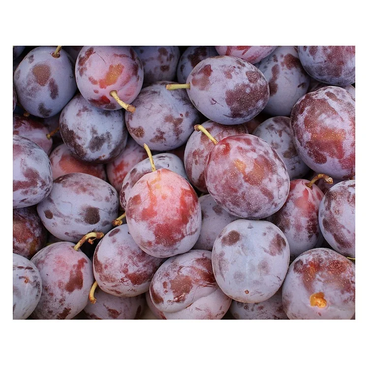 Best Quality Hot Sale Price Fresh Fruits Plums