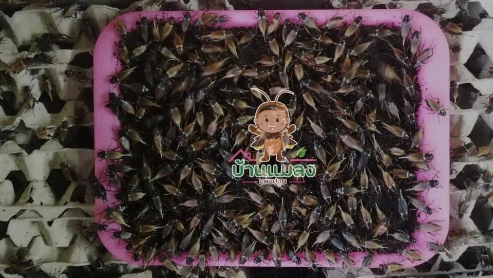 COCO PEAT Block 400g. High Quality 100% Natural Washed Coconut Peat Prices Manufacturer Organic