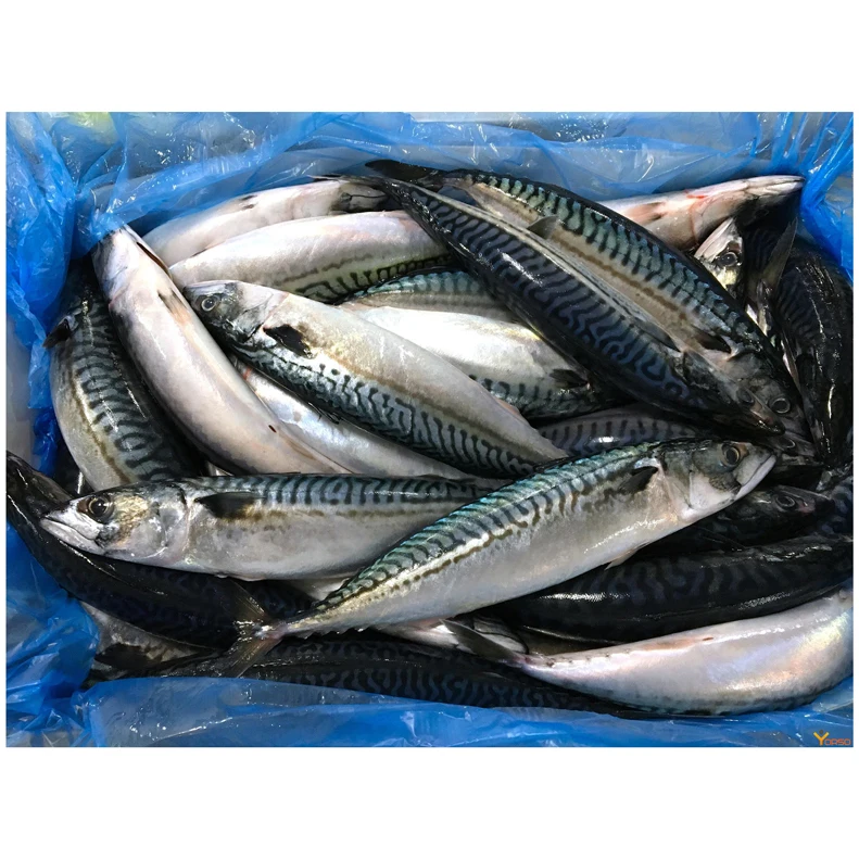 New Season Scomber Japonicus Frozen Pacific Horse Mackerel Fish