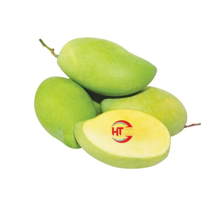 Export A Grade Quality Vietnam Organic Fresh Fruit Sweet and Sour Taste Unripe Maturity Green Hoa Loc Mango