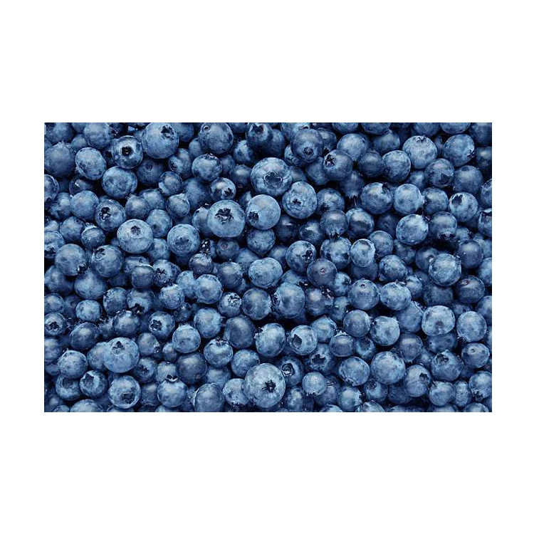 High Quality Healthy Fruit Delicious Natural Fresh Blueberry Fruits at Low Price from Egypt Origin Exporter