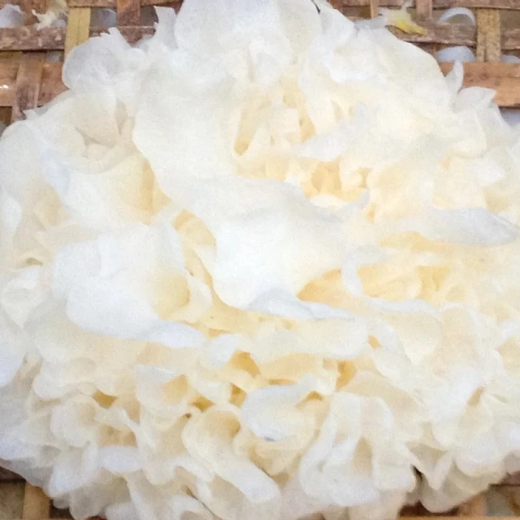 Купите вкусный кухонный гриб премиум-класса с сушеным белым снегом по хорошей цене во Вьетнаме