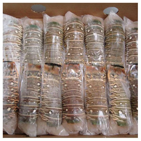 Fresh Quality Pacific  Red Lobsters for sale