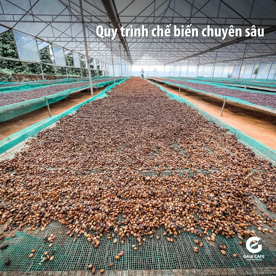 Green Robusta Coffee Beans Directly from Highland Farm 100% Robusta green coffee beans supplied by Viet Coffee Company