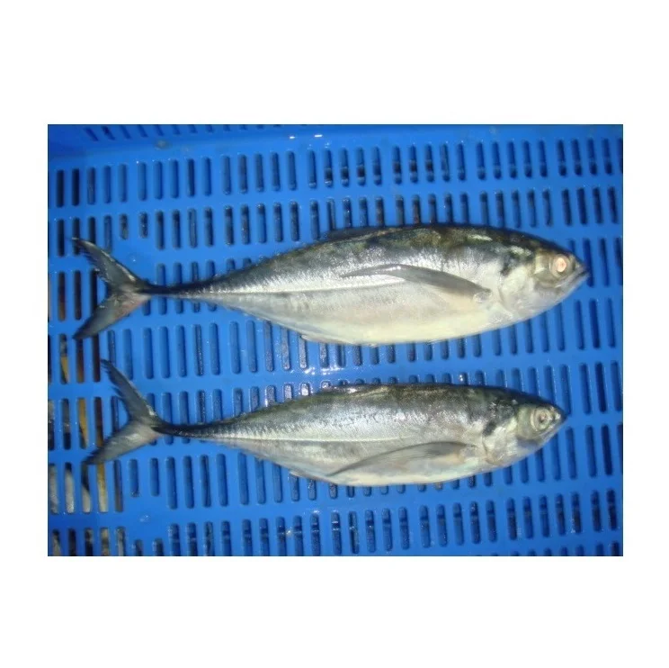 Premium Frozen Mackerel Fish Bulk Hot Sale Seafood Frozen Whole Round Pacific Fish Mackerel For Canned Food