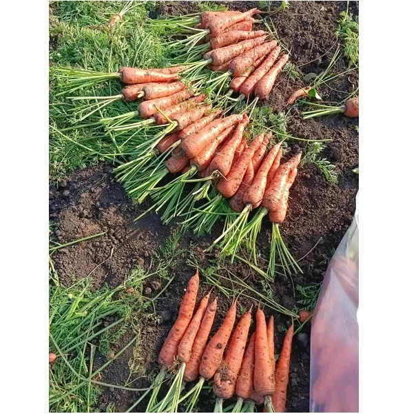Premium Quality Fresh Carrots/Organic Carrots from New season 2023