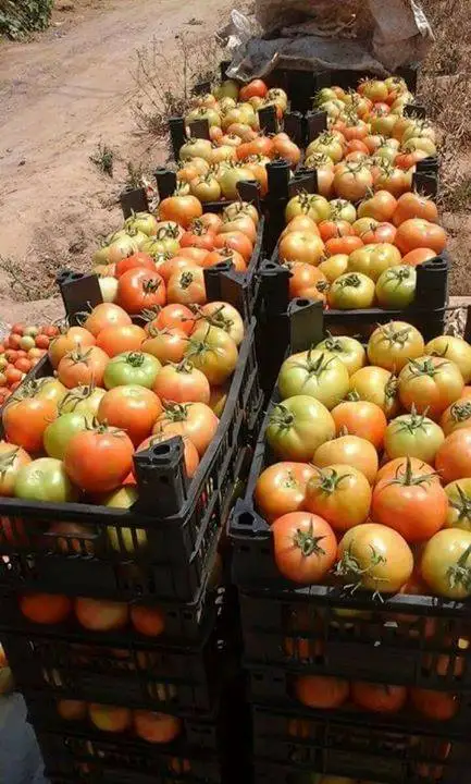 Fresh tomatoes