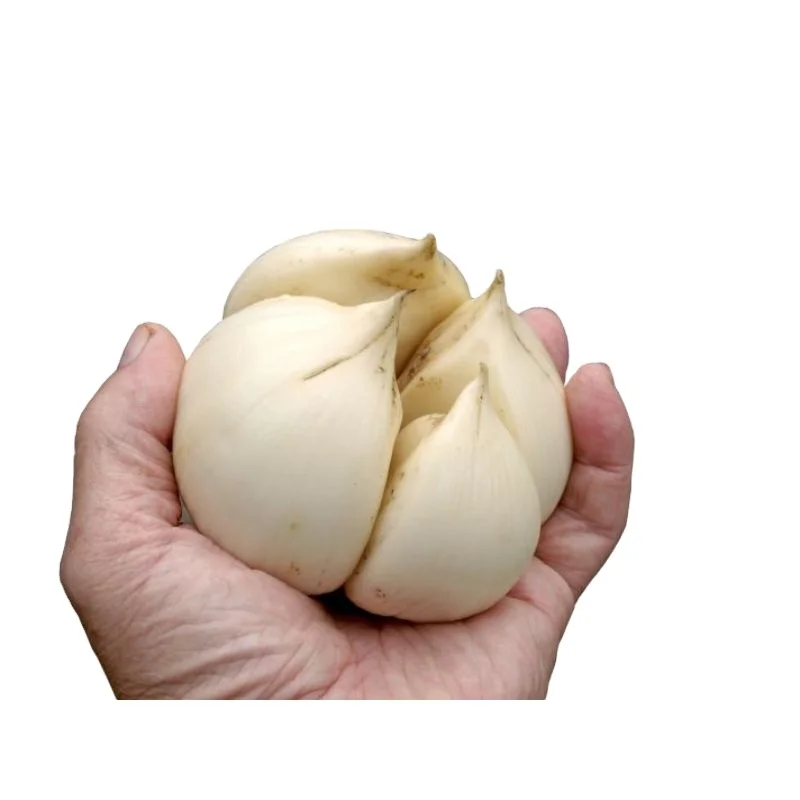 Wholesale garlic  Elephant Garlic export  in pouch packing