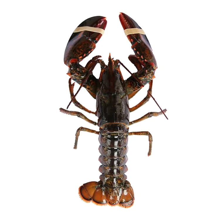 LOBSTER - FRESH LOBSTER with BEST PRICE and HIGH QUALITY from VIETNAM