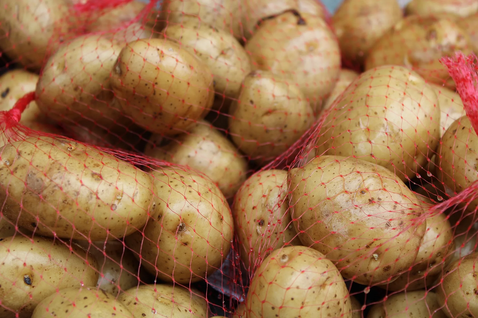 Competitive Price 100% Good and High Quality Organic Fresh Yellow Potatoes Exporter our company