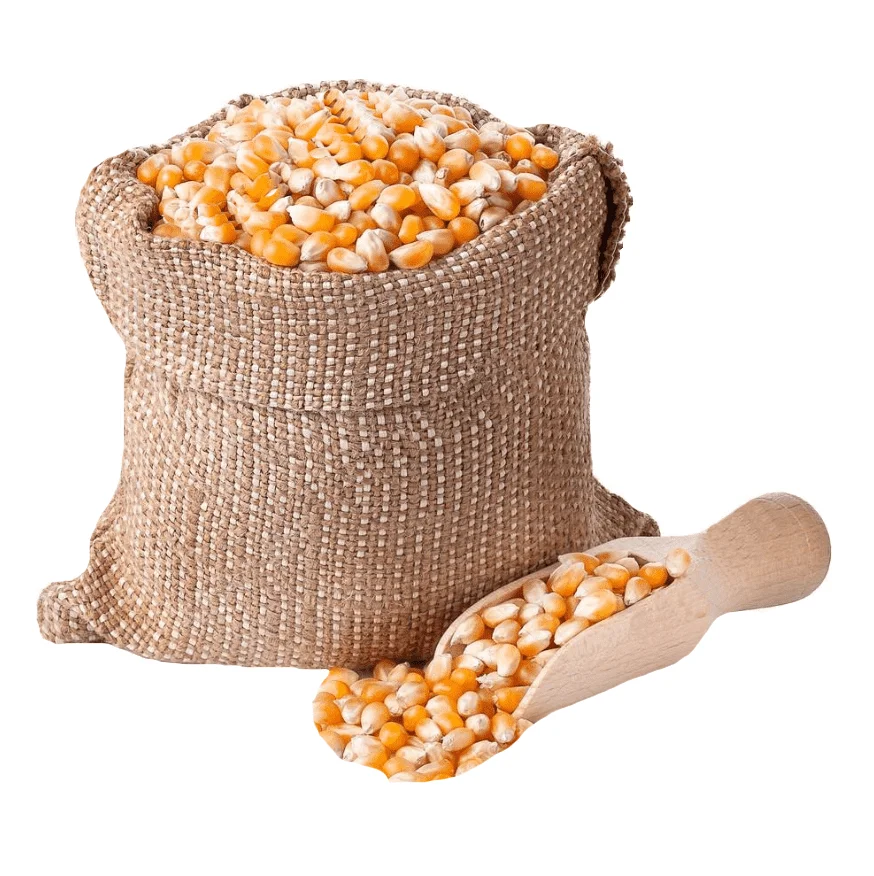GMO or NON GMO CORN / MAIZE /Yellow Corn & White Corn Maize for Human & Animal Feed