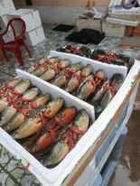 KING CRAB Taste High Quality 300-1000gram up Mud Crab Available Export To Singapore frozen-seafood-in-vietnam