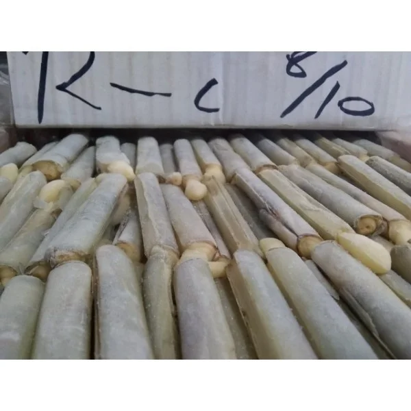 Razor Clam Best & Top Quality available to sell