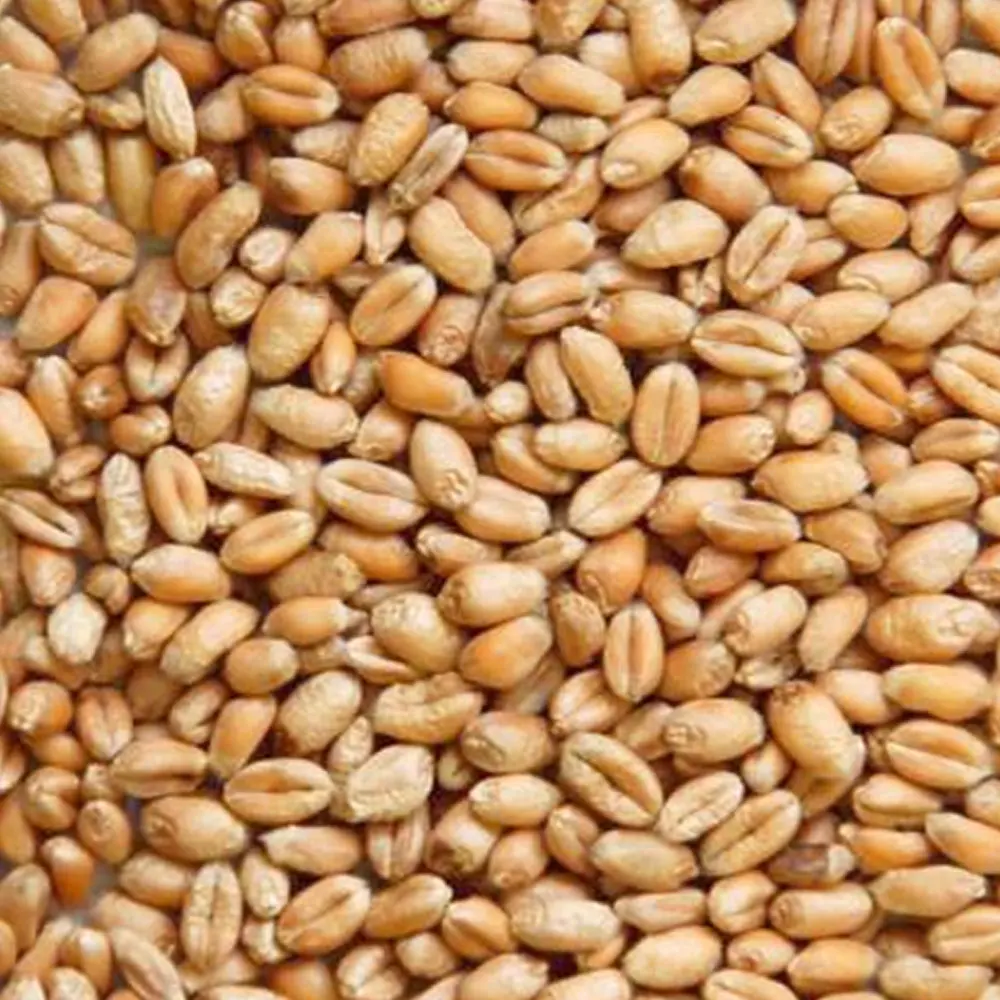 Оптовая цена поставщик муки из цельнозернового хлеба/универсальная мука дешевая для продажи надежный производитель