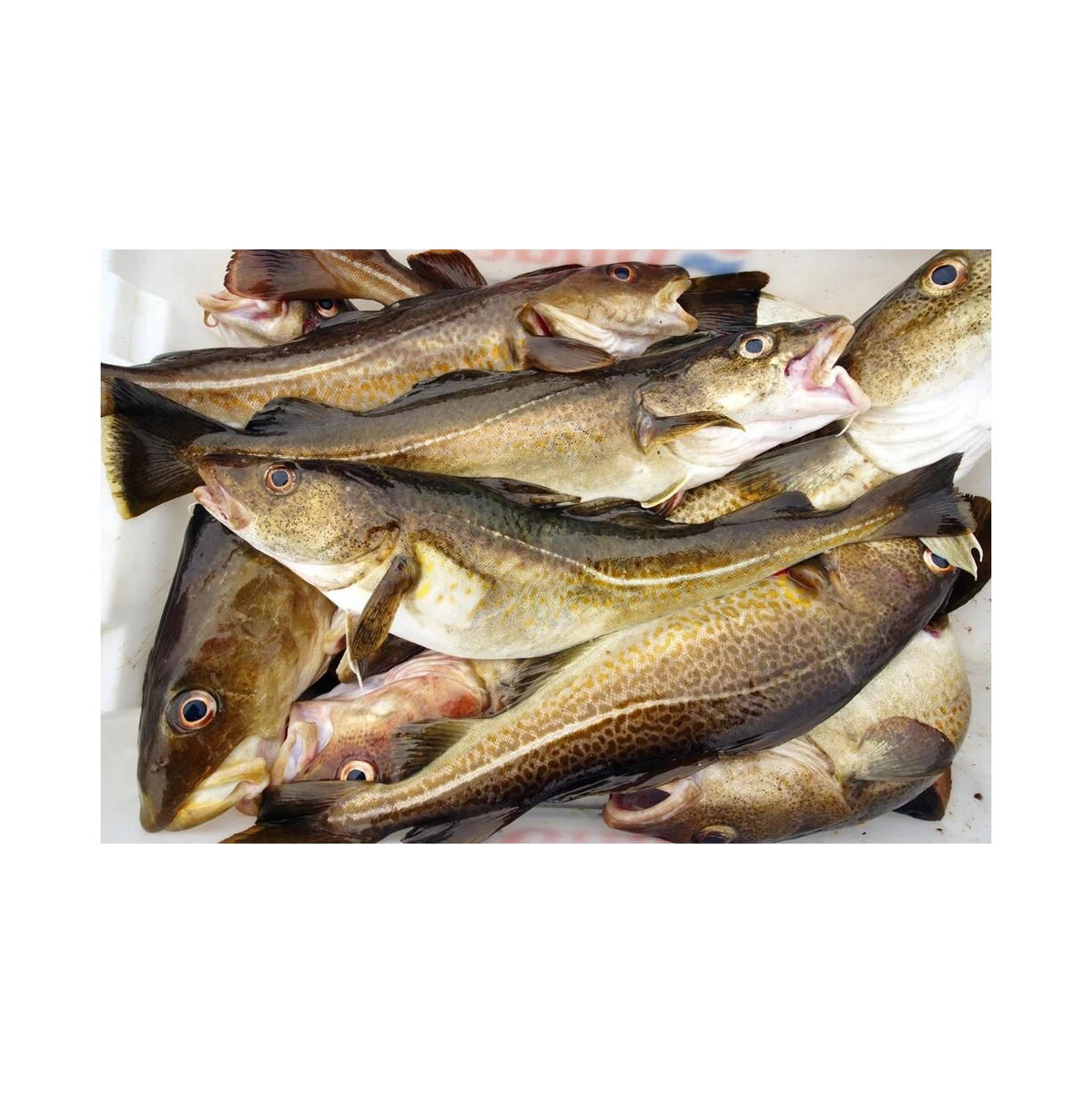Pure Quality Fresh Atlantic cod Fish / Fillets Supplier Bulk Online Sale