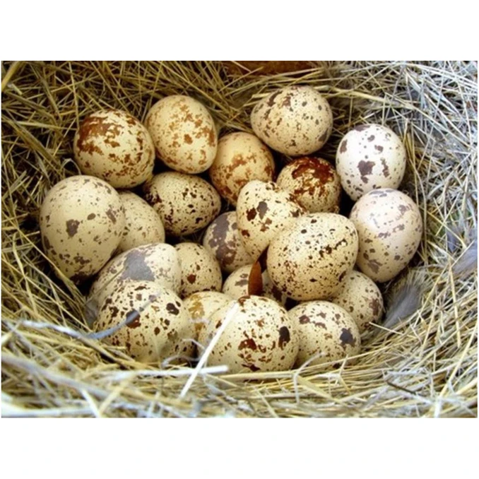 Best Selling Quality Brown Quail Eggs for Sale in Cheap