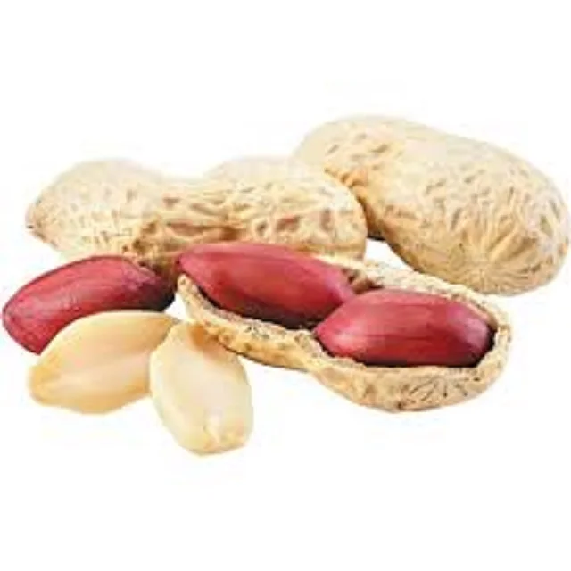 Top Grade Quality Bold Peanut Kernels 60/70 Count Wholesale Raw Blanched Peanut Blanched Peanuts Price