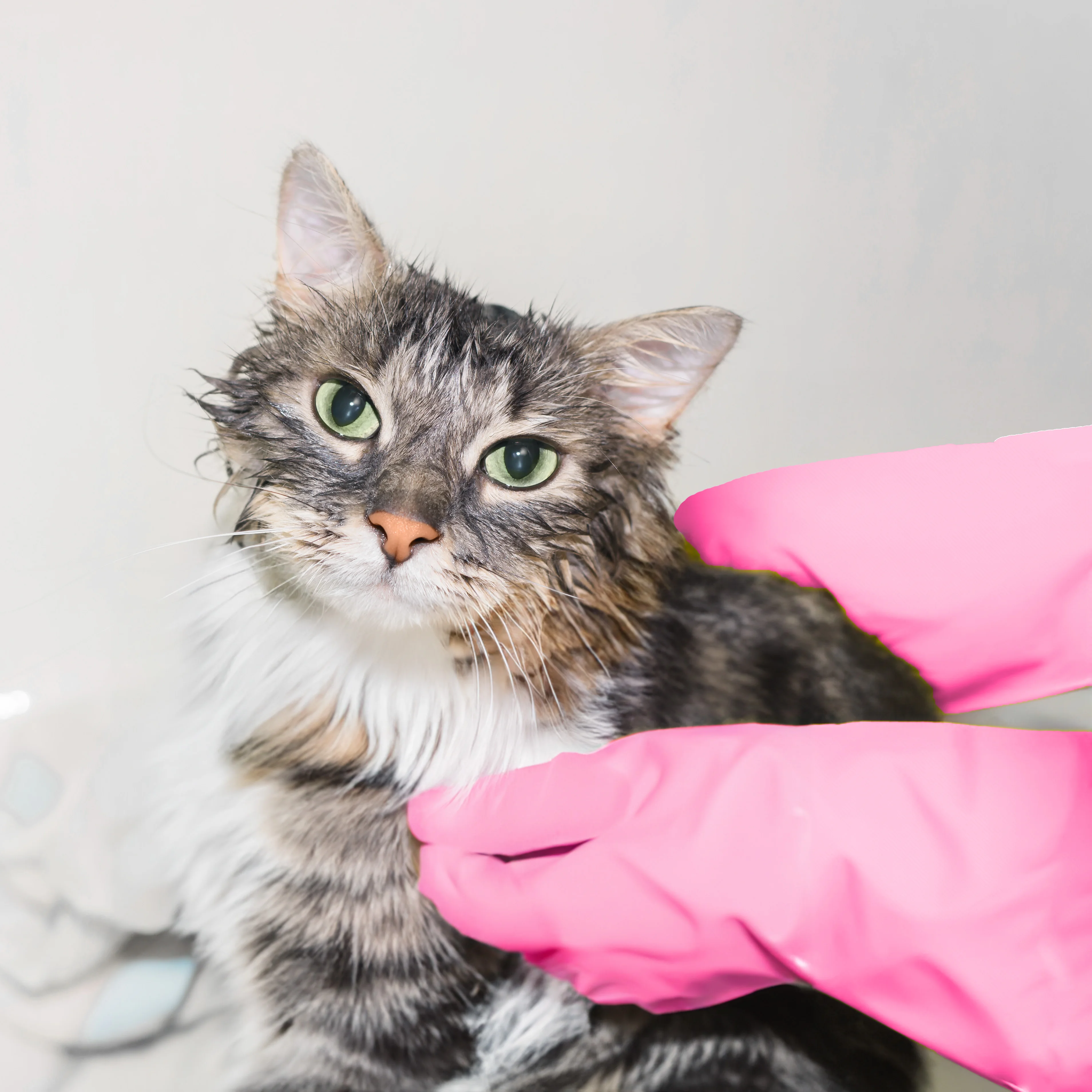 [STOCK LOT OFFER] High elastic pink household rubber gloves waterproof dish cleaning gloves for kitchen dishwashing car washing