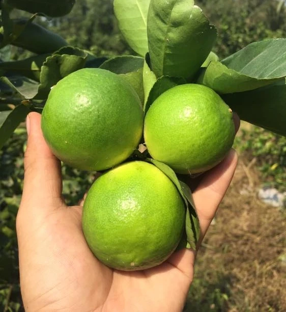 Лидер продаж, экспортер натурального происхождения, тропические фрукты/свежий зеленый лайм без семян/лимон без семян из Вьетнама