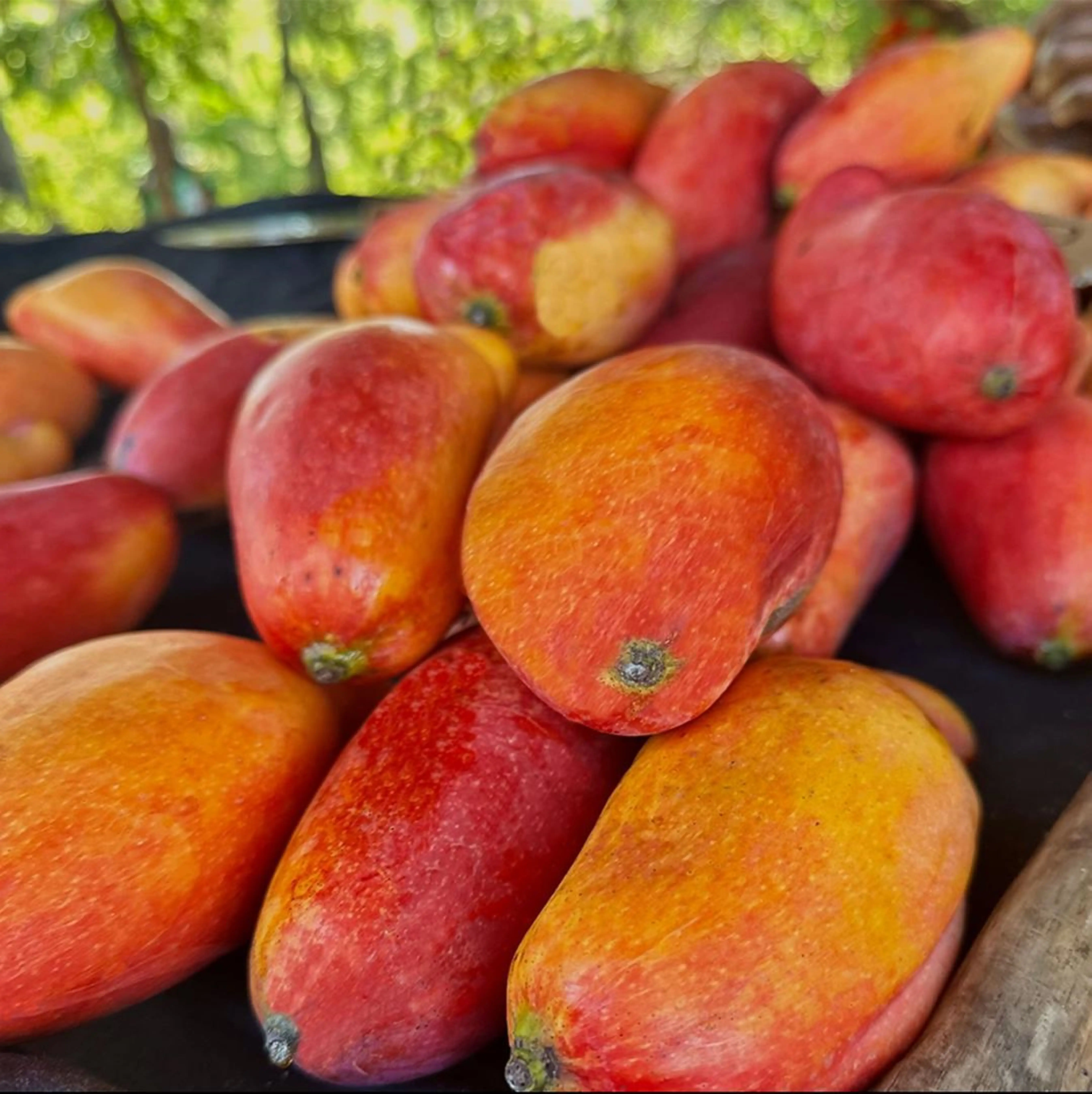 JUICY  FRESH MANGO HOT SALE FOR LOW PRICE