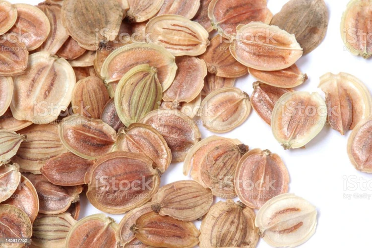 Dried Natural Parsnip Seeds for Sale