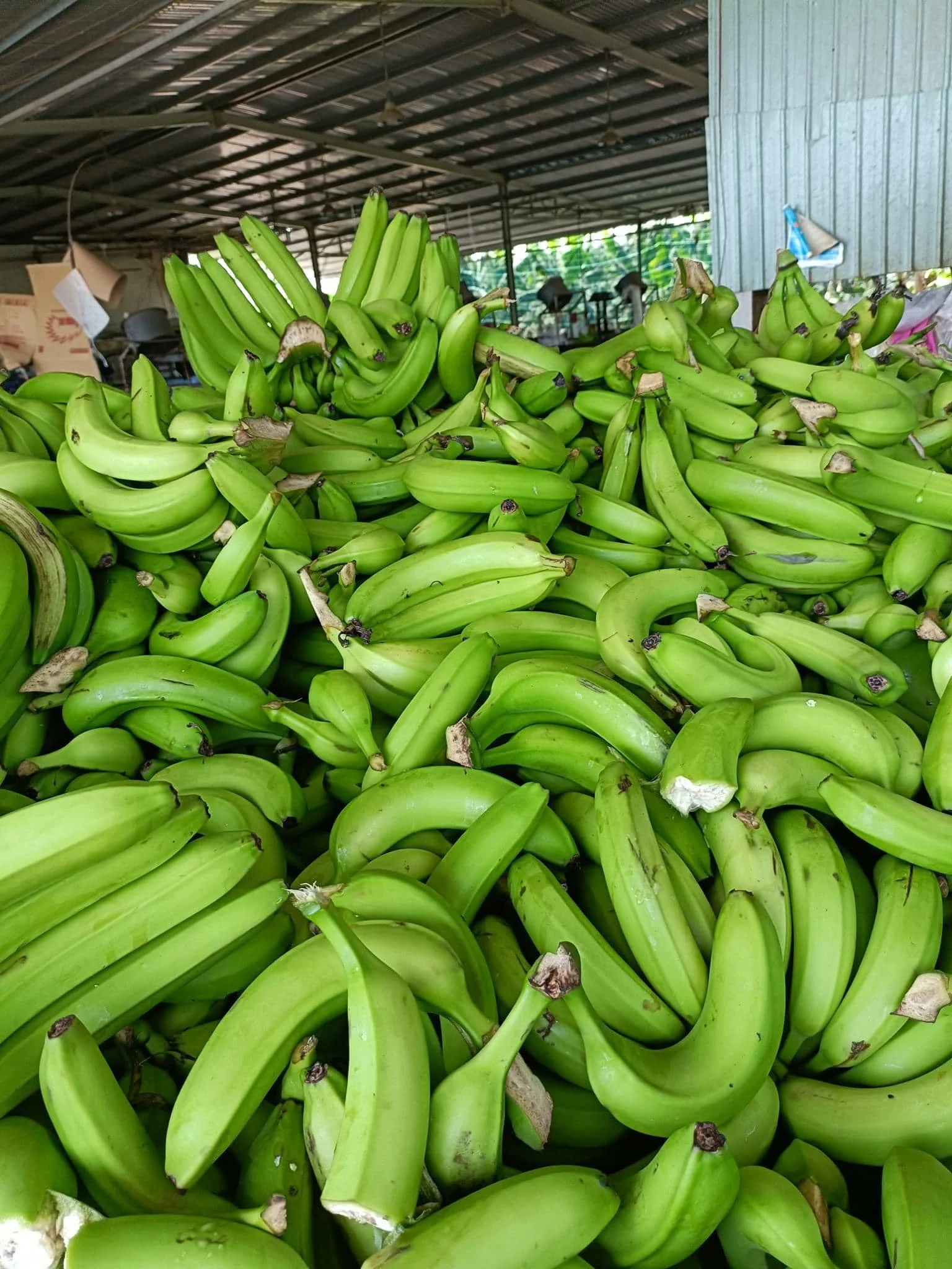 Fresh Cavendish Bananas Smoothie-Quality Green Plantain Bananas for Fruit Desserts Vietnamese Variety