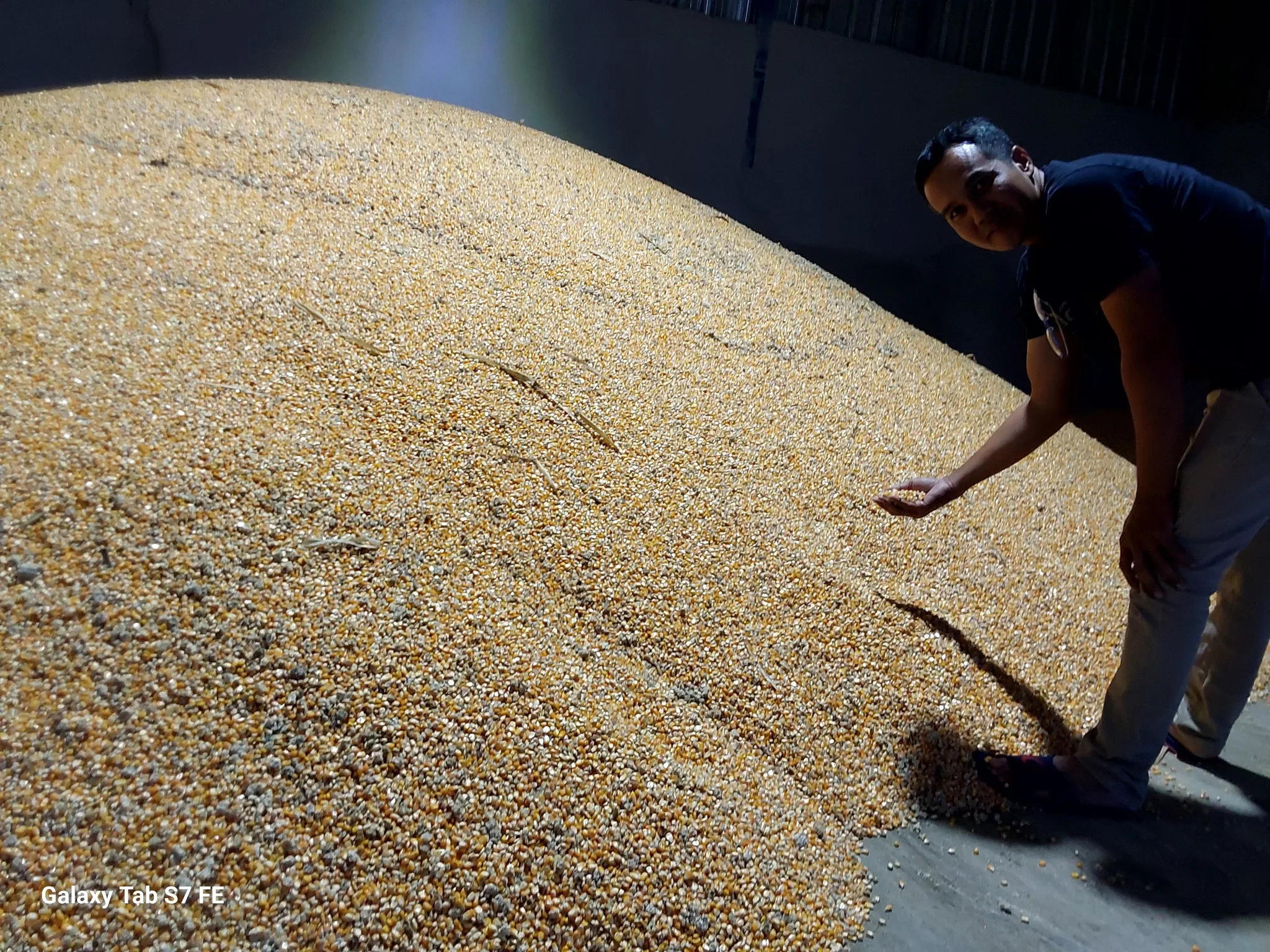 Dried Yellow Maize Available for Sale