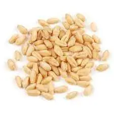 Лучшее качество Высококачественная сушеная Пшеница из твердых сортов 100% чистый натуральный Высокий Белок Австрии оптом