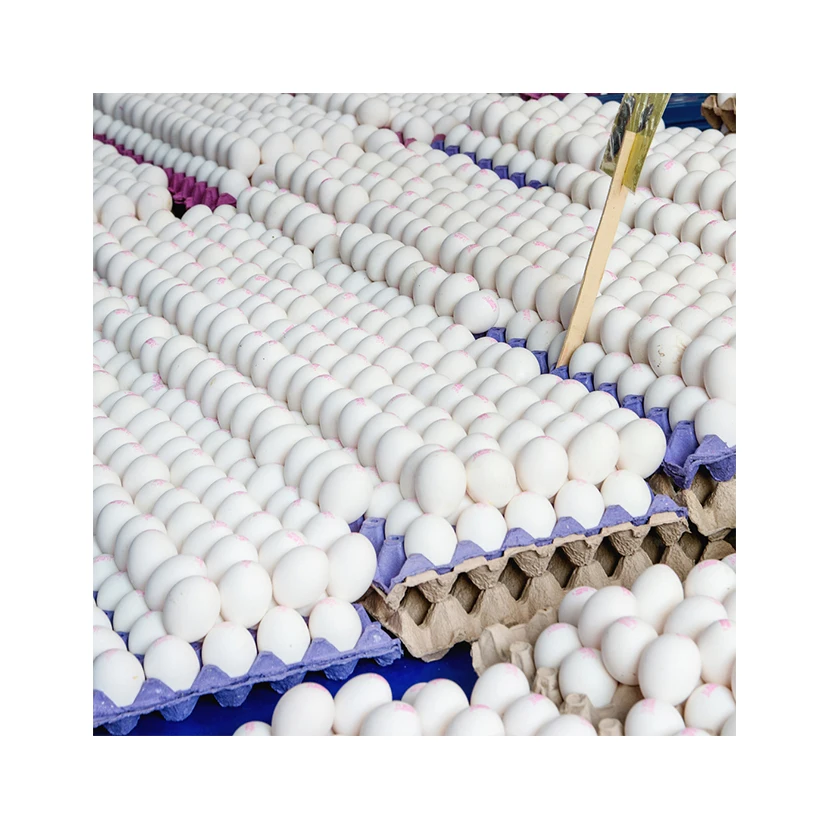 Fresh Eggs High Quality Private Label 100% Natural Suppliers Animal Products Collagen Breakfast Food Chicken Eggs