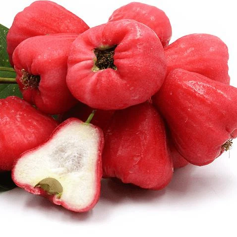 Fruit of syzygium aqueum - Bell fruit small sweet taste eaten fresh with high quality