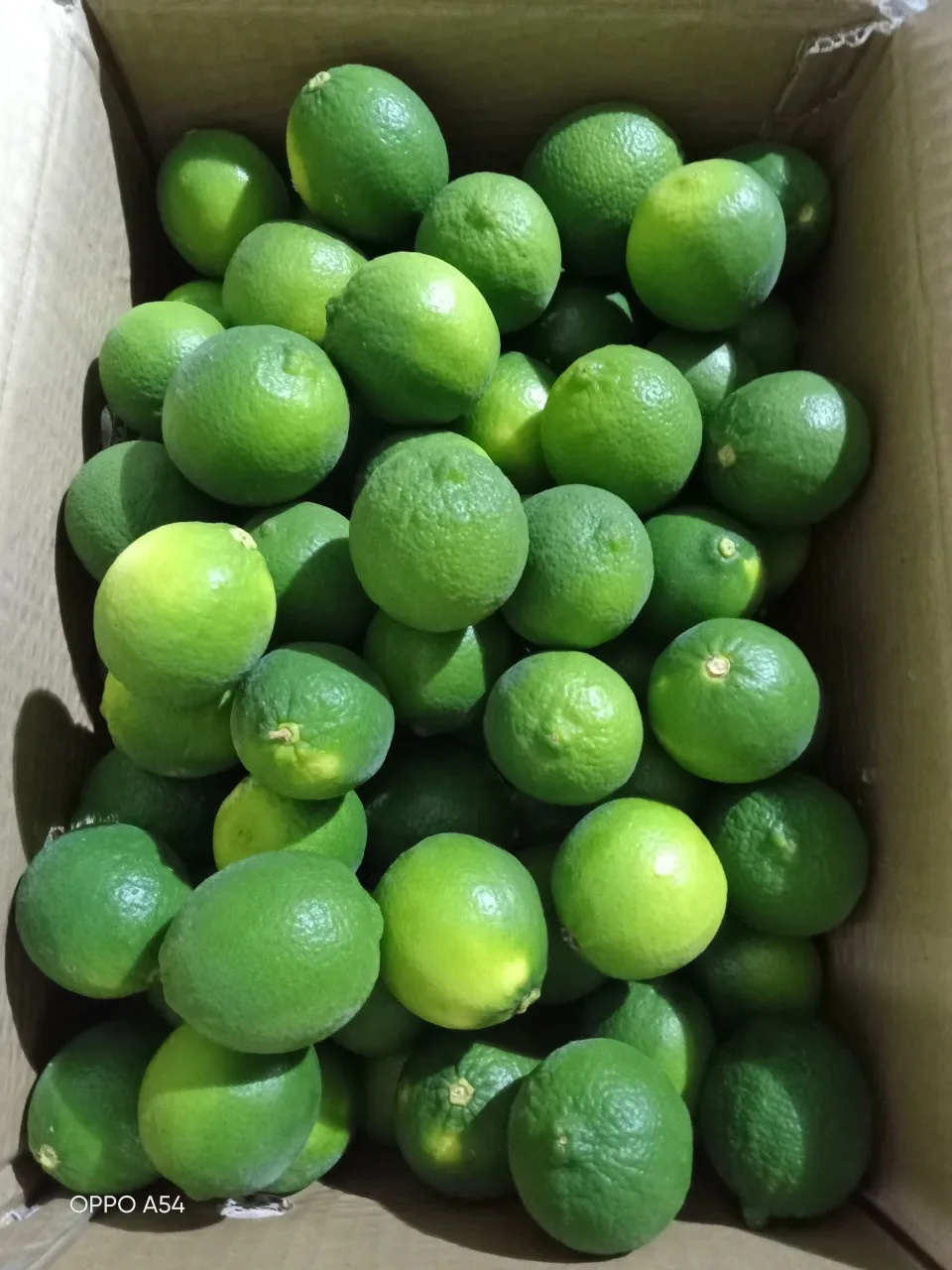 Seedless Lime and Lemons from Vietnam Fresh Citrus Fruit direct from farm collect cheapest- Whatsapp 0084365296868